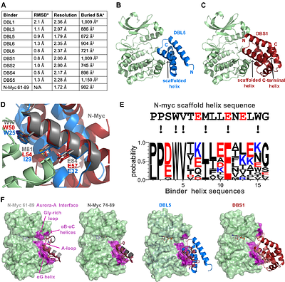 Selective miniprotein inhibitors of Aurora-A kinase designed using interaction-motif scaffolding