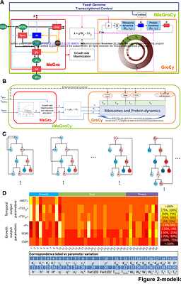 A modular model integrating metabolism, growth, and cell cycle predicts that fermentation is required to modulate cell size in yeast populations