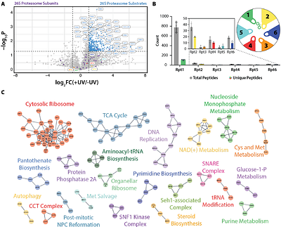 Identifying endogenous substrates of the 26S proteasome through site-specific photocrosslinking