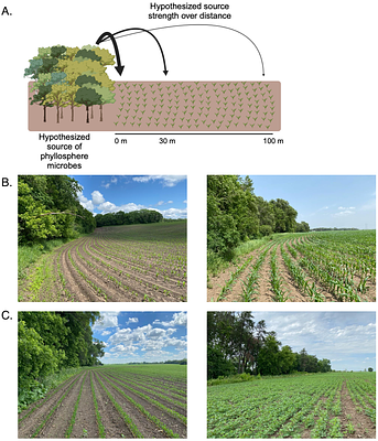 Microbial dispersal from surrounding vegetation influences phyllosphere microbiome assembly of corn and soybean