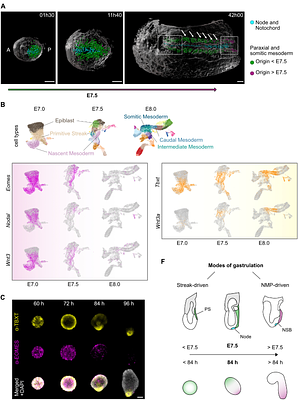 Competing regulatory modules control the transition between mammalian gastrulation modes