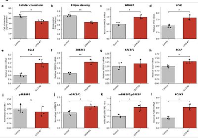 A TLS11a-decorated ionizable lipid nanoparticle platform and a multilevel-validated CRISPR LDLR-knockout HepG2 model for hepatocyte-preferential mRNA delivery