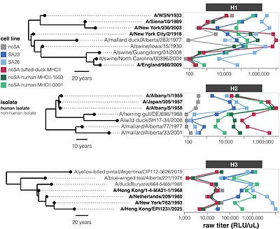 Defining the molecular interaction between influenza hemagglutinin and MHC-II
