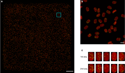 Randomized Spatial Barcoding for Time-Lapse Flow Cytometry