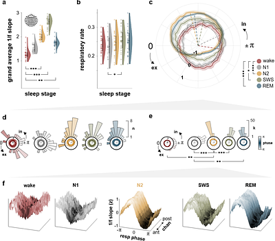 Respiratory coordination of excitability states across the human wake-sleep cycle
