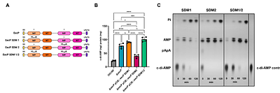 Characterization of a Novel Cell Wall-Associated Nucleotidase of Enterococcus faecalis that Degrades Extracellular c-di-AMP