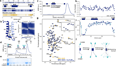 Molecular characterization of MRI/CYREN reveals the Ku binding mode and the role of multimerization in stimulating the activity of NHEJ in DNA repair
