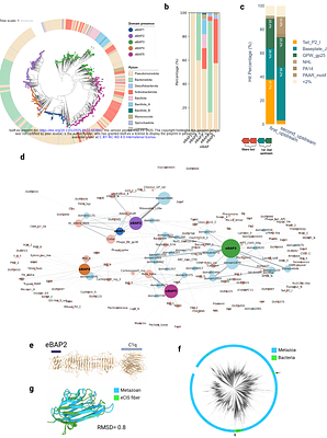 How do bacterial extracellular Contractile Injection Systems bind target cells? A remarkable diversity of receptor binding domains