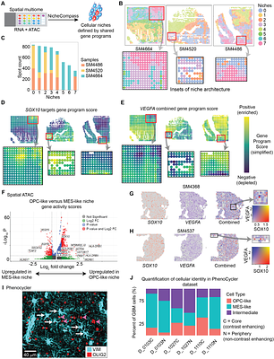 Spatial epigenomic niches underlie glioblastoma cell state plasticity