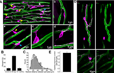 Pericytes in heart