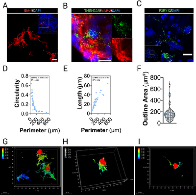 Innate immunocompetent iNSpheroids: A hiPSC-derived 3D model to study the central nervous system captures an early CNS response to rAAV