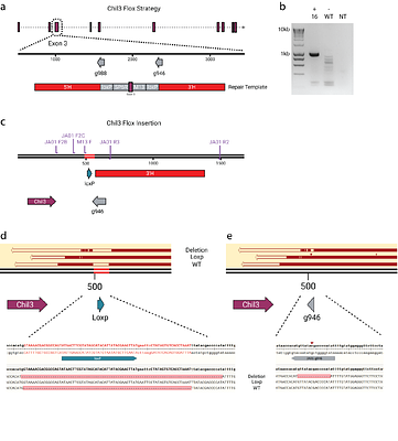 Generation of a Ym1 Deficient Mouse utilising CRISPR-Cas9 in CB6 Embryos