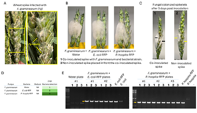 Methods for evaluating bacterial dispersal on hyphal networks