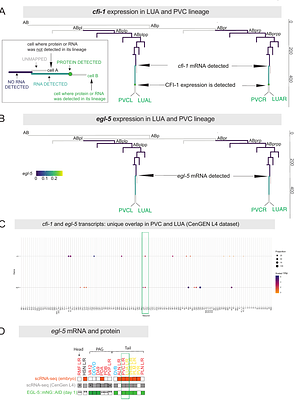 Interlocked transcription factor feedback loops maintain and restore touch sensation