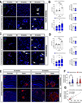 Long-term antiplatelet therapy protects against cerebral but not parenchymal amyloid plaque formation and neurodegeneration in transgenic mice of Alzheimers disease