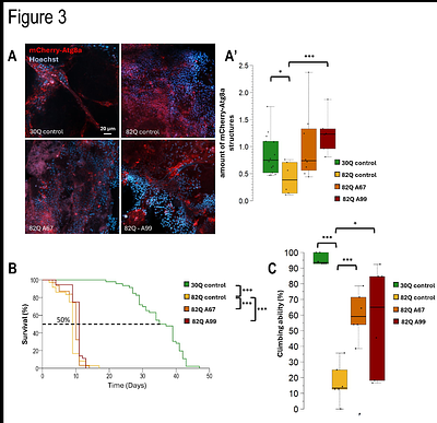 Investigation of autophagy-activating molecules in a glia-specific Spinocerebellar ataxia type model