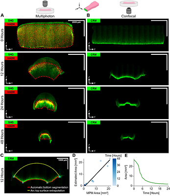 Dissecting the Dynamic Evolution of Tensional Homeostasis in Fibroblasts using an Integrated Biomechanical Bioreactor Platform
