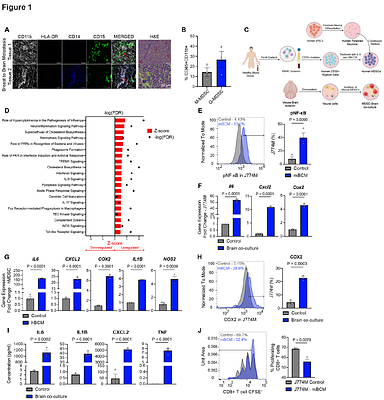 Targeting MDSC-HTR2B to Improve Immune Checkpoint Inhibitors in Breast to Brain Metastasis