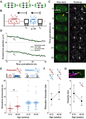 Age-associated changes to mouse oocyte meiotic spindle properties revealed through in situ measurements