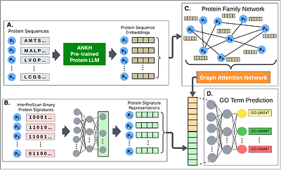 ProtFun: A Protein Function Prediction Model Using Graph Attention Networks with a Protein Large Language Model