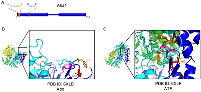 Collaboration between two conserved sequence motifs drives ATPase stimulation of Hsp90 by Aha1