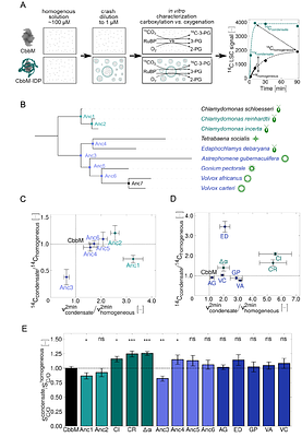 Bottom-up reconstruction of minimal pyrenoids provides insights into the evolution and mechanisms of carbon concentration by EPYC1 proteins