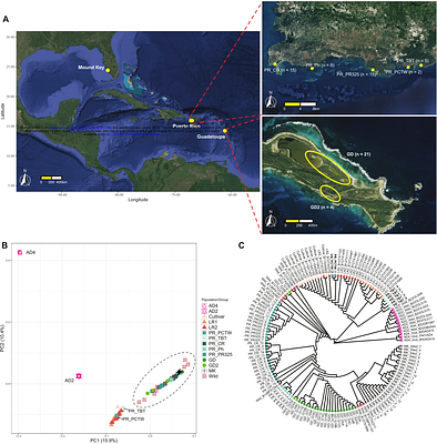 Comparative population genomics of relictual Caribbean island Gossypium hirsutum
