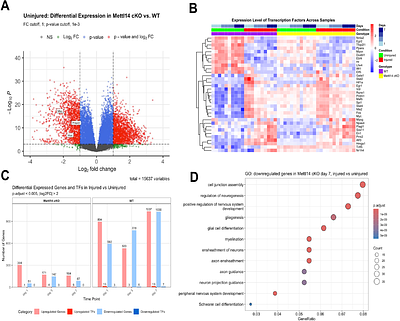 Lack of mRNA Methylation in Schwann Cells Results in Demyelination and Regenerative Failure