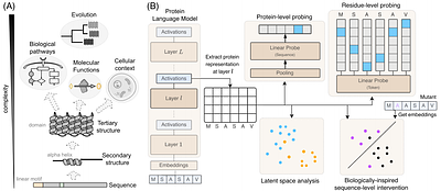 High-resolution dissection of concept acquisition in different families of protein language models