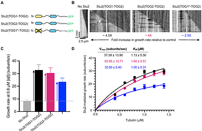 A biochemical mechanism for Stu2/XMAP215-family microtubule polymerases