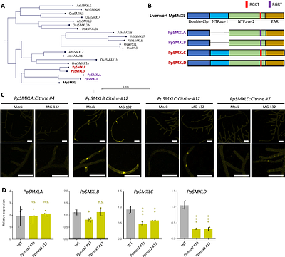 MAX2-dependent signaling regulates the transition from 2D to 3D growth by suppressing cytokinin accumulation in Physcomitrium patens
