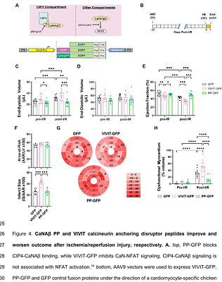 Targeting of CIP4-Calcineurin Signalosomes Improves Cardiac Structure and Function After Myocardial Infarction