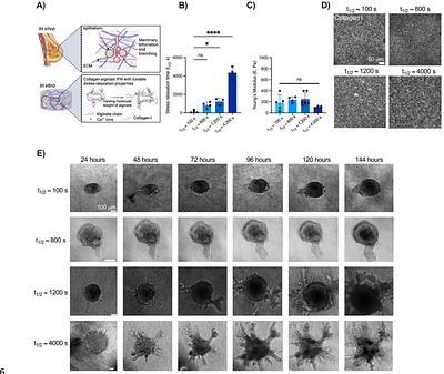 Extracellular matrix viscoelasticity regulates mammary branching morphogenesis