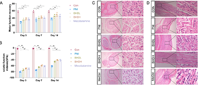 Buyang Huanwu Decoction Ameliorates Peripheral Nerve Injury by Promoting Cell Cycle through Activation of PI3K/AKT/mTOR/HIF-1α Pathway