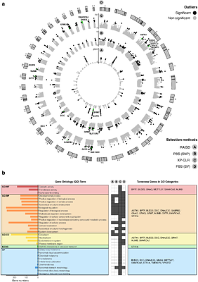 Coexisting with humans: genomic and behavioural consequences in a small and isolated bear population