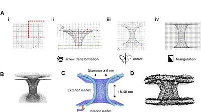 Computational modelling of toroidal membranes at division and fission sites