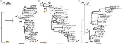 Domestic dog introgression in Australian dingoes: environmental drivers and evolutionary consequences