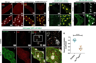 Tau regulates epithelial morphogenesis through vesicle trafficking dependent Notch activation