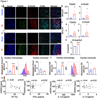 Myeloid STING restrains cardiac remodeling by suppressing macrophage amyloid precursor protein