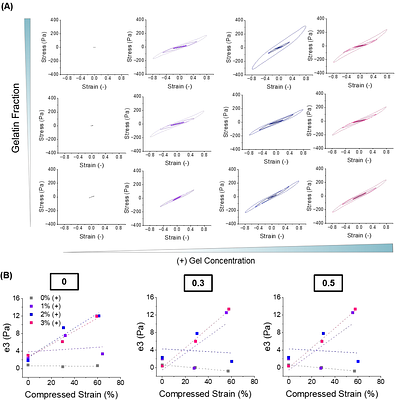 An injectable granular hydrogel stabilized by electrostatic interactions between hyaluronic acid-based microparticles and soluble gelatin exhibits poroelasticity and strain-stiffening