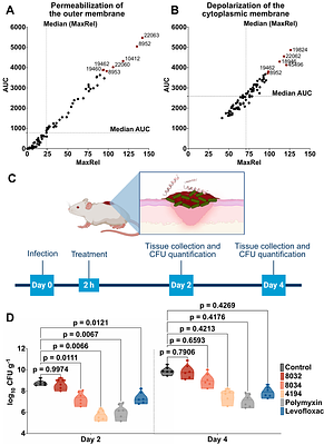 Modification-aware AI enables terminal chemical modifications for peptide design and discovers potent antimicrobials