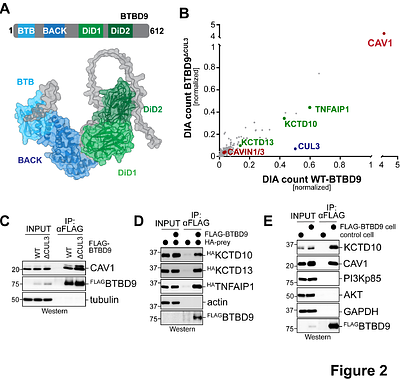 Control of myogenesis by the E3 ubiquitin ligase CUL3-BTBD9