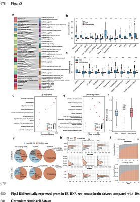 Constructing a full-length single-nucleus transcriptomic atlas of the obese mouse by UURNA-seq