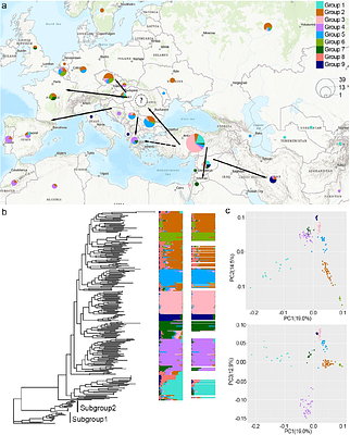 Two routes from the Fertile Crescent led to the introduction of common vetch into Europe.