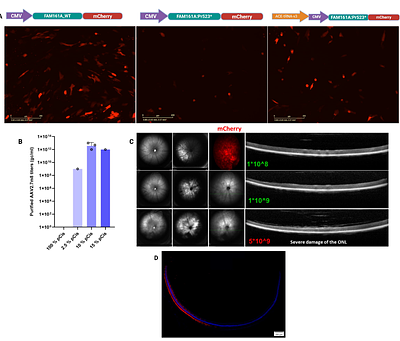 Single anticodon-edited tRNA therapy targeting highly prevalent Arg>Ter premature termination codons causing inherited retinal diseases
