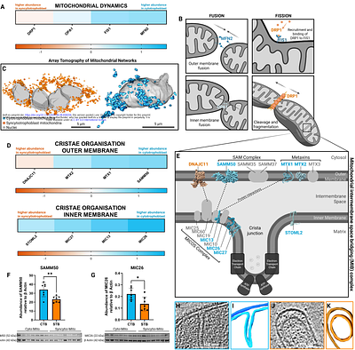 Electron tomography reveals mitochondrial network and cristae remodelling during cell differentiation in the human placenta