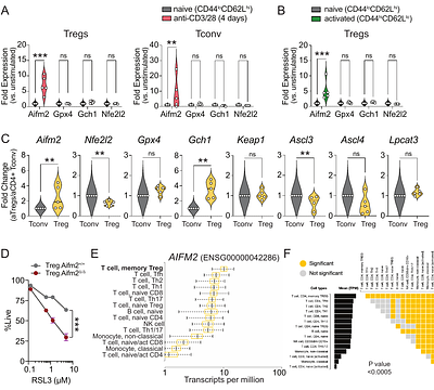 Selective disruption of lipid peroxide homeostasis in intratumoral regulatory T cells by targeting FSP1 enhances cancer immunity