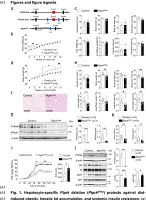 Loss of PTPRK in hepatocytes reduces steatosis and carcinogen-induced tumour development in obesity