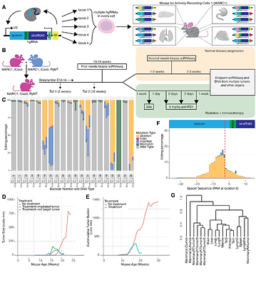 Mapping breast cancer lineage in radiation and immunotherapy using the REMAP mouse