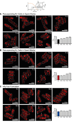 Condensation of the RNA chaperone Hfq is coupled to inhibition of carbon assimilation and contributes to the stabilisation of regulatory RNAs in nitrogen starved Escherichia coli